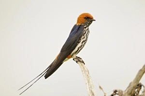 Lesser Striped-swallow (Hirundo abyssinica) adult, perched on stick, Ruaha N. P. Tanzania
