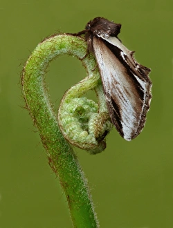 Fern Prints: Lesser Swallow Prominent (Pheosia gnoma) adult