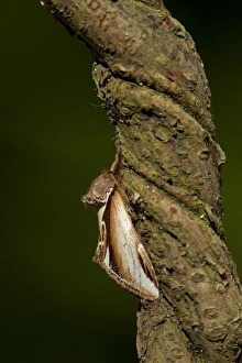 Lesser Swallow Prominent (Pheosia gnoma) adult, Sheffield, South Yorkshire, England, June