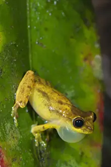 Tree Frog Prints: Lesser Treefrog (Dendropsophus minutus) adult male