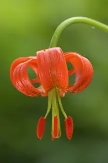 Liliaceae Prints: Lesser Turk s-cap Lily (Lilium pomponium) close-up of flower, Italy