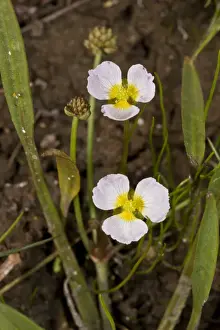 Lesser Prints: Lesser Water-plantain (Baldellia ranunculoides) flowering