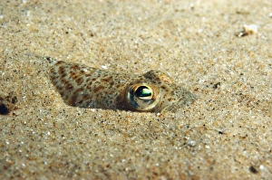 Sandy Prints: Lesser Weever (Echiichthys vipera) adult