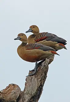 Whistling Ducks Prints: Lesser Whistling-duck (Dendrocygna javanica) adult pair