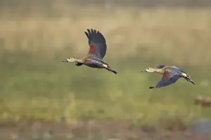 Lesser Whistling-duck (Dendrocygna javanica) two adults, in flight, Keoladeo Ghana N. P. (Bharatpur), Rajasthan, India