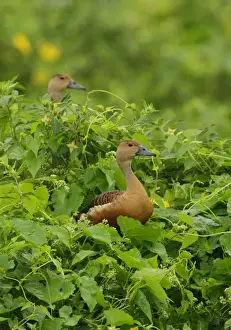 Lesser Whistling-duck (Dendrocygna javanica) two adults, standing amongst vegetation, Sri Lanka, december