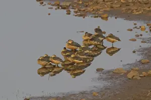 Flock Prints: Lesser Whistling-duck (Dendrocygna javanica) flock