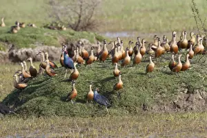 Lesser Whistling-duck (Dendrocygna javanica) flock, with Purple Swamphen (Porphyrio porphyrio) two adults