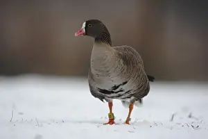 Lesser White-fronted Goose (Anser erythropus) adult, standing on snow, Martin Mere, Lancashire, England, december (captive)