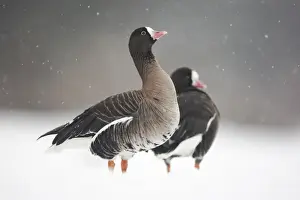 Snow Storm Prints: Lesser White-fronted Goose (Anser erythropus) two adults