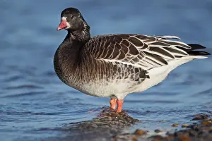 Lesser White-fronted Goose (Anser erythropus) x Rosss Goose (Anser rossii) hybrid, standing in shallow water