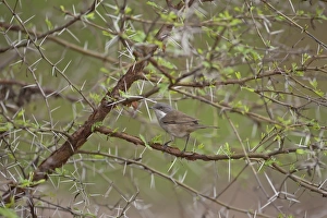 South Asia Prints: Lesser Whitethroat (Sylvia curruca) adult