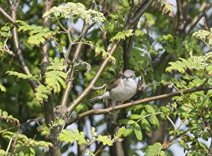 Whitethroat Prints: Lesser Whitethroat (Sylvia curruca) adult, perched on branch, Suffolk, England, april