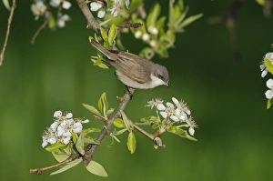 Lesser Whitethroat (Sylvia curruca) adult, summer plumage, feeding on blossom, Lemnos, Greece, April