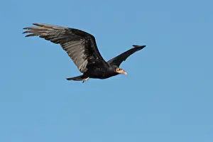 Lesser Yellow-headed Vulture (Cathartes burrovianus) adult, in flight, Colonia Carlos Pellegrini, Corrientes