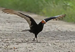 Lesser Yellow-headed Vulture (Cathartes burrovianus burrovianus) adult, with wings spread, walking on track