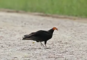 Lesser Yellow-headed Vulture (Cathartes burrovianus burrovianus) adult, walking on track, Juan Hombron, Panama, October