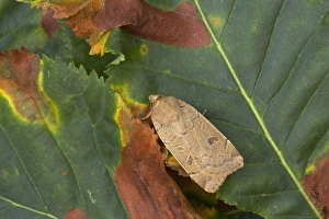Noctuids Prints: Lesser Yellow Underwing (Noctua comes) adult, resting on leaf, Essex, England