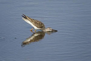 Texan Prints: Lesser Yellowlegs (Tringa flavipes) adult