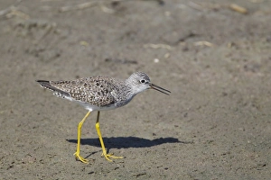 Lesser Yellowlegs (Tringa flavipes) adult, breeding plumage, with beak open, South Padre Island, Texas, U. S. A. april