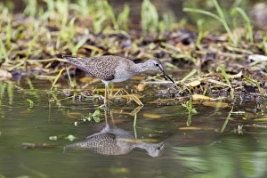 Lesser Yellowlegs (Tringa flavipes) juvenile, foraging in shallow water, Tobago, Trinidad and Tobago, November