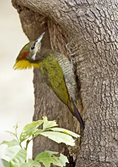 Wood Pecker Prints: Lesser Yellownape (Picus chlorolophus) adult female