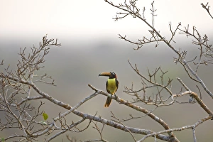 Lettered Aracari (Pteroglossus inscriptus) adult, perched on branch in rainforest, Peruvian Amazon Basin, Peru