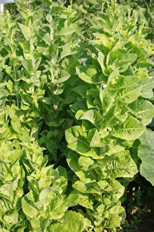 Plots Prints: Lettuce (Lactuca sativa) Little Gem