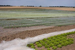 Protects Prints: Lettuce (Lactuca sativa) young crop