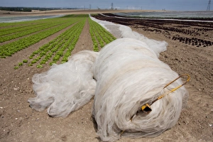 Lettuce (Lactuca sativa) young crop, proteced under netting in field, near Northbourne, Kent, England, july