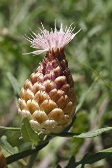 Leuzea (Leuzea conifera) close-up of flowerhead, Chaine des Alpilles, Bouches-du-Rhone, Provence, France, June