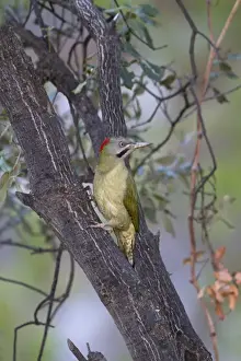 Maghreb Prints: Levaillants Woodpecker (Picus vaillantii) adult female, clinging to branch, Morocco, March