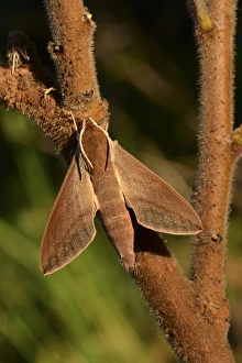 Hawkmoths Prints: Levant Hawkmoth (Theretra alecto) adult, resting on twig, Cyprus, November