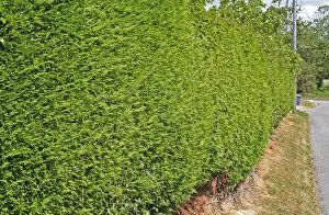 Hedges Prints: Leyland Cypress (Cupressus x leylandii) clipped garden hedge beside road