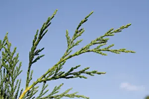 Leyland Cypress (Cupressus x leylandii) close-up of leaves, in garden, Suffolk, England, August