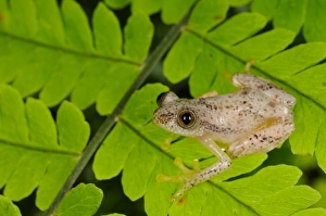 Liberian Banana Frog (Afrixalus laevis) adult, sitting on leaves in montane rainforest, Nyungwe Forest N. P