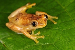 Liberian Banana Frog (Afrixalus laevis) adult, sitting on leaf, Kahuzi-Biega N. P