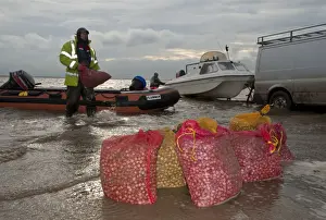Caught Prints: Licensed cockle pickers unloading bags from boats after picking from cockle beds