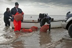 Caught Prints: Licensed cockle pickers unloading from boat after picking from cockle beds, Foulnaze Bank