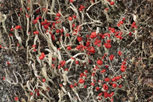 Lichen Prints: Lichen (Cladonia floerkeana) fruiting bodies, growing on tree stump, Powys, Wales, august