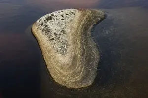 Lichen Prints: Lichen covered rock in water, Norrfallsvikens Nature Reserve