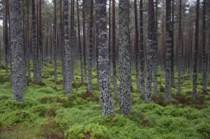 Lichen Prints: Lichen covered tree trunks in coniferous forest habitat, Aviemore, Cairngorms N. P