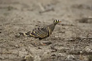 Horn Of Africa Prints: Lichtenstein's Sandgrouse (Pterocles lichtensteinii) adult male