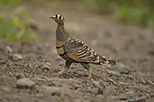Lichtensteins Sandgrouse (Pterocles lichtensteinii) adult male, walking, near Bilen, Ethiopia