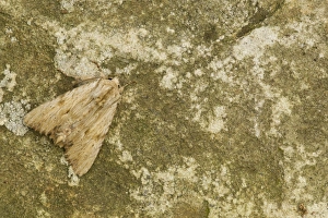 Noctuids Prints: Light Arches (Apamea lithoxylaea) adult, Sheffield, South Yorkshire, England, July
