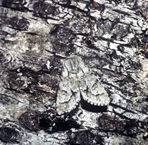Noctuids Prints: Light Knot Grass Moth (Acronicta menyanthidis) adult