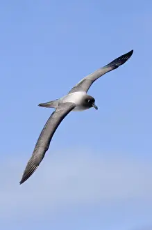 Subantarctic Prints: Light-mantled Sooty Albatross (Diomedea palpebrata) adult