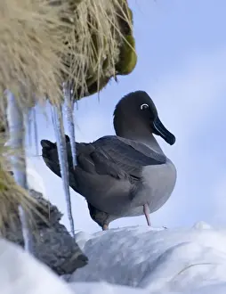 Light-mantled Sooty Albatross (Diomedea palpebrata) adult, courting on snow covered nest ledge, Gold Harbour, South Georgia, november