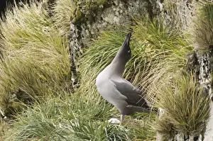 Light-mantled Sooty Albatross (Diomedea palpebrata) adult, displaying, South Georgia, october