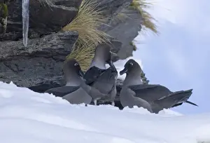 Light-mantled Sooty Albatross (Diomedea palpebrata) adult female with two males, courting on snow covered nest ledge, Gold Harbour, South Georgia, november